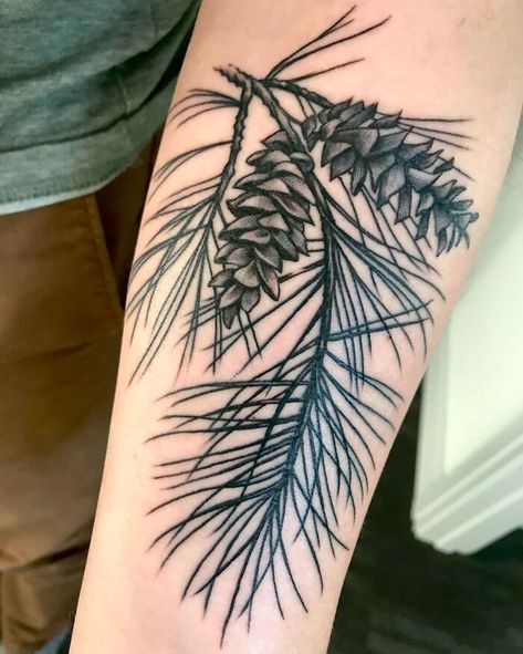 Neotraditional Pinecone Tattoo, Western White Pine Tattoo, White Pine Cone Tattoo, Pine Tattoo Branch, Jack Pine Tattoo, Forest Foliage Tattoo, Long Leaf Pine Tattoo, Pine Tree Branch Tattoo, Eastern White Pine Tattoo