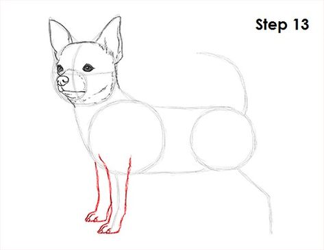 Chihuahua Dog Drawing 13 How To Draw A Chihuahua Step By Step, Chihuahua Drawing, Chihuahua Art, Pencil Drawings Of Animals, Horse Drawings, Chihuahua Dogs, Learn Art, Art Instructions, Dog Drawing