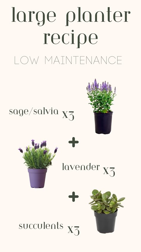 Large Outdoor Planter, Pot Ideas Lavender On Balcony, Lavender And Succulents, Lavender Container Garden, Lavender Planter Ideas, Potted Lavender Outdoor, Lavender Planter, Lavender Planters, Lavender Potted Plant, Fern Planters