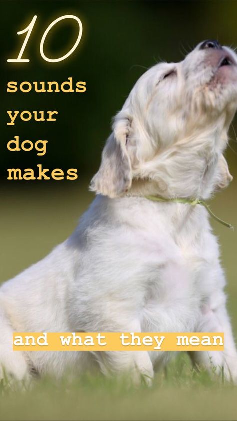 10 sounds your dog makes and what they mean Natural Antibiotics For Dogs, Antibiotics For Dogs, Dog Life Hacks, Dog Sounds, Dog Health Care, What Dogs, Kinds Of Dogs, Dog Care Tips, Dog Health