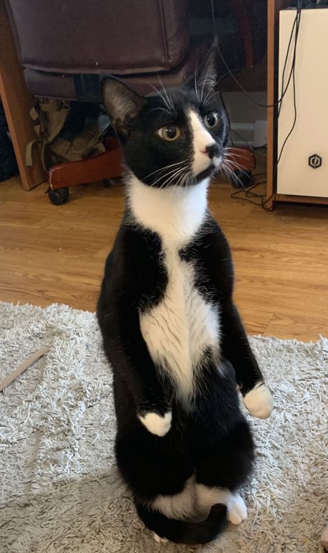 Tuxedo cat, funny, bicolor, meme Tuxedo Cats Funny, Cats Chilling, Bicolor Cat, Serval Cats, Pet Tips, Munchkin Cat, Ragdoll Kitten, Norwegian Forest Cat, Pet Rescue