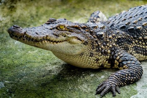 Crocodile Images, Australian Crocodile, Crocodile Drawing, Animal Drawing Inspiration, Saltwater Crocodile, Underwater Animals, In The Zoo, Heathrow Airport, Blue Shark