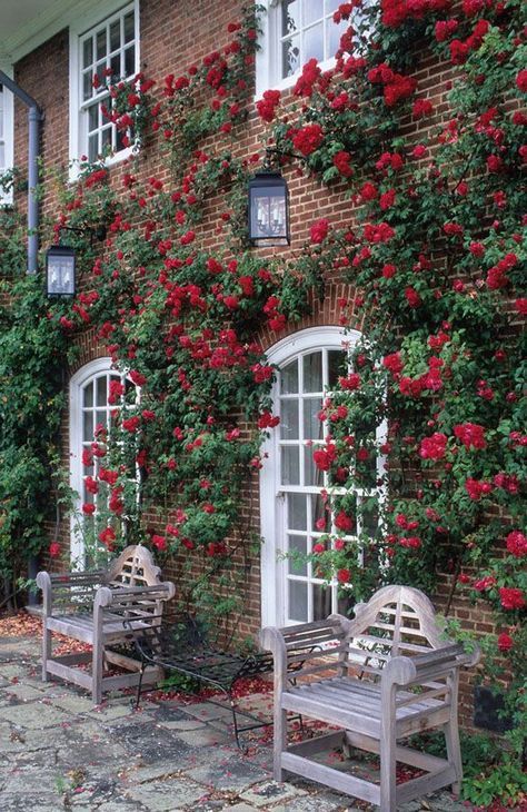 Red climbing roses on a brick building facade with white window trim. Red Climbing Roses, Rose Plant Care, Rose Wall, David Austin Roses, Planting Roses, Climbing Roses, Kew Gardens, Climbing Plants, Rose Wallpaper