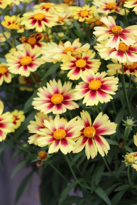 Coreopsis Flower, Cut Flower Garden, Nothing But Flowers, Plant Health, Cut Flowers, Flower Garden, Lawn, Orange, Plants