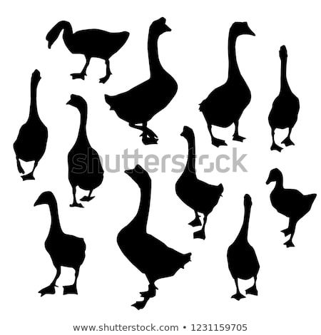 Goose Silhouette, Goose Drawing, Free Applique Patterns, Black Duck, Canadian Goose, Free Vector Illustration, Lino Cut, Butterfly Drawing, Silhouette Portrait