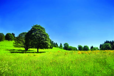 4 things you must consider before buying a lifestyle block Lifestyle Block, Bay Of Plenty, Auckland City, Elegant Garden, Peace And Quiet, Food Forest, Clay Soil, Extra Curricular Activities, Soil Health