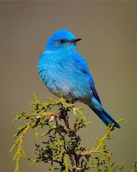 Mountain Bluebird, Amazing Birds, Most Beautiful Birds, Big Animals, Bird Photo, Colorful Birds, Ocean Life, Bluebird, Beautiful Butterflies