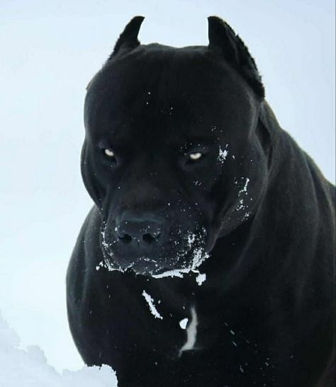 Black Pitbull, Black Dog, Pitbull, Dogs, Instagram, Black