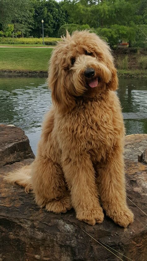 Golden Doodle Long Hair, Long Hair Goldendoodle, Long Haired Golden Doodle, Cute Labradoodles, Giant Goldendoodle, Large Goldendoodle, Goldendoodle Photography, Big Goldendoodle, Blonde Goldendoodle