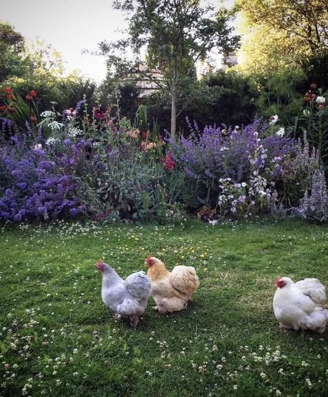 Future Farms, Farm Lifestyle, Dream Cottage, Hobby Farms, The Grove, Chickens Backyard, Dream Garden, Country Life, Farm Life