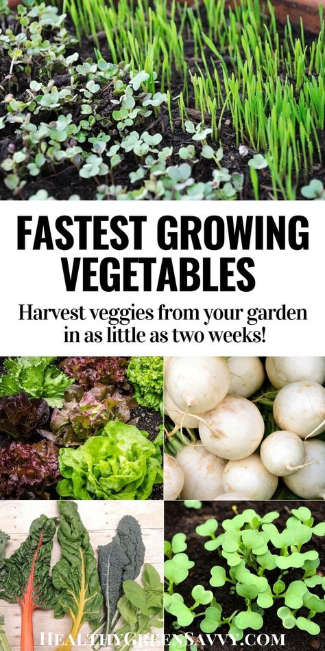 While some veggies take months, these quick-growing crops can be ready in as little as 2 weeks! Check out these 20 fast-growing vegetables and harvest delicious home-grown veggies SOON. #gardenhacks #growyourown #gardening #vegetablegardening Flowers Arrangements For Table, Flower Arrangements For Table, Growing Vegetables At Home, Growing Crops, Fast Growing Vegetables, Yummy Veggies, African Dessert, Vegetable Harvest, Table Flower Arrangements