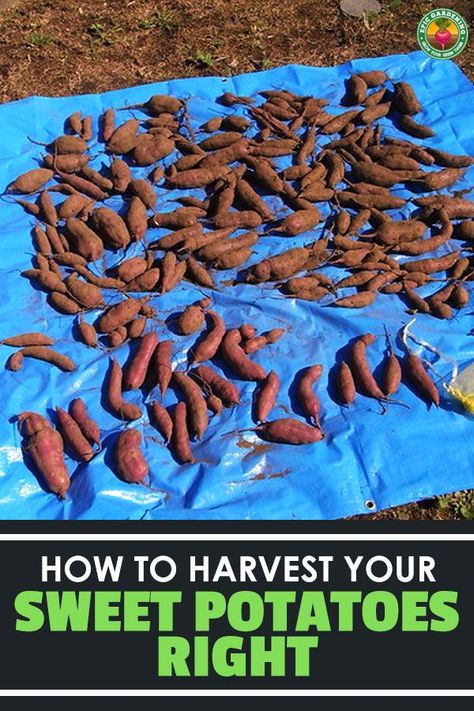 Harvesting Sweet Potatoes, When To Harvest Sweet Potatoes, Harvest Sweet Potatoes, Potato Towers, Grow Sweet Potatoes, Sweet Potato Varieties, Sweet Potato Slips, Container Potatoes, Saving Seeds