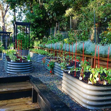 Small Veg Patch Ideas, Tall Raised Garden Beds, Allotment Ideas, Wooden Raised Garden Bed, Metal Garden Beds, Raised Garden Bed Kits, Elevated Gardening, Veg Patch, Metal Raised Garden Beds