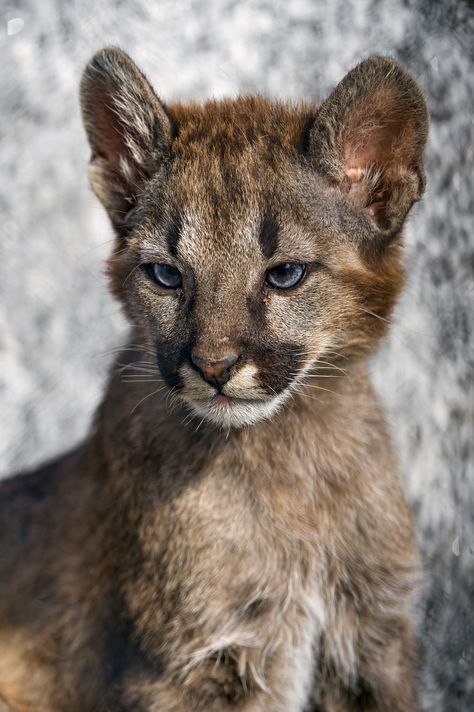 Another portrait of Marlon! Cats Family, Interesting Animals, Pretty Animals, Cheetahs, Arte Inspo, Silly Animals, Cute Wild Animals, Big Cat, Amazing Animals