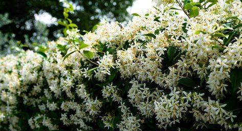 Jasmine Hedge, Jasmine Shrub, Star Jasmine Vine, Fast Growing Vines, Jasmine Vine, Garden Hedges, Florida Plants, Growing Vines, Jasmine Plant