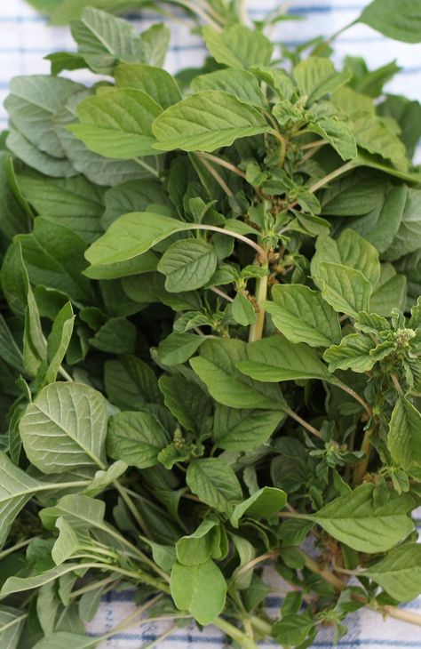 Pigweed, or wild amaranth Wild Amaranth, Wild Vegetables, Amaranth Plant, Medicinal Weeds, African Herbs, Ayurvedic Plants, Edible Weeds, Not Wanted, Plant Names