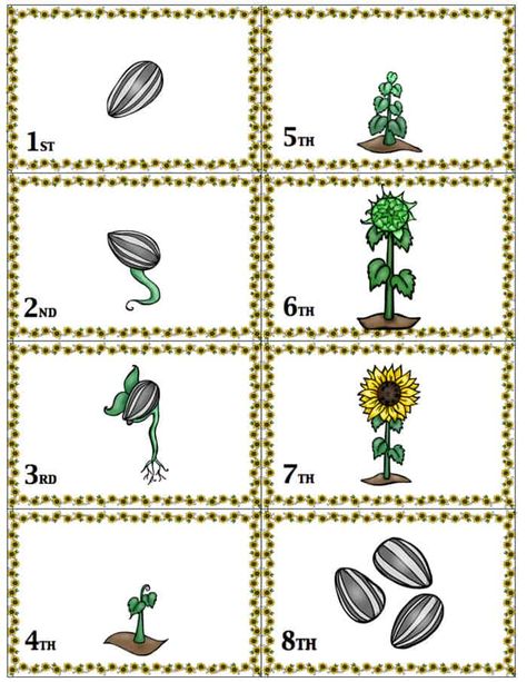 Flower Life Cycle Preschool, Life Cycles Preschool, Flower Life Cycle, Sunflower Life Cycle, Daycare Lesson Plans, Cycle For Kids, Preschool Garden, Planting For Kids, Sequencing Cards