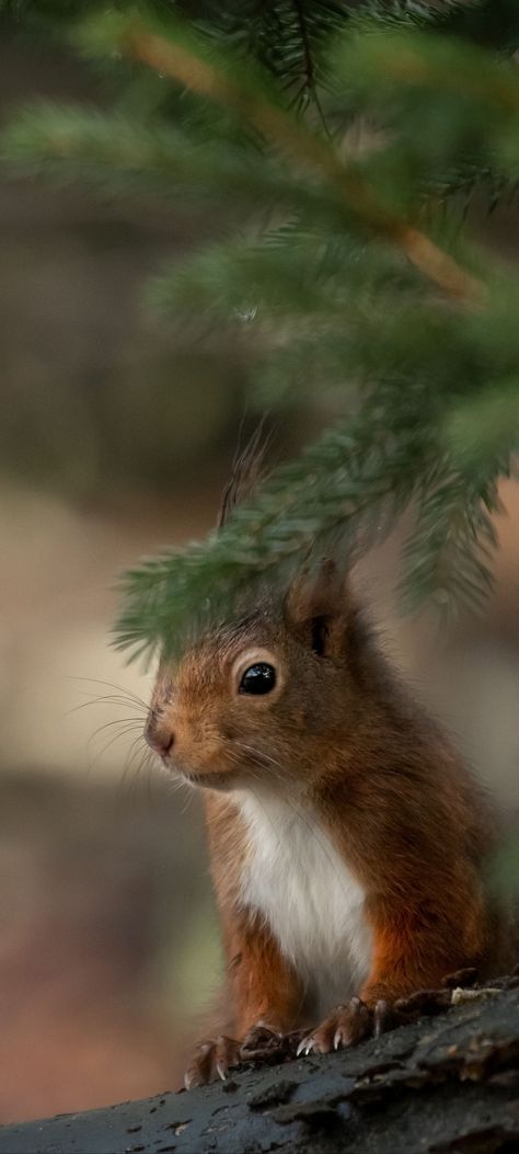 Squirrel Pictures, Iphone11 Pro, Ancestry Genealogy, Cute Squirrel, Free Iphone Wallpaper, Best Iphone Wallpapers, Cute Wallpaper For Phone, Wallpaper Download, Ocean Creatures