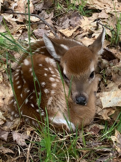 Fawns Deer, Emotional Support Animal, Roe Deer, Whitetail Deer, Oh Deer, Baby Deer, Cute Little Things, Woodland Creatures, Cute Little Animals