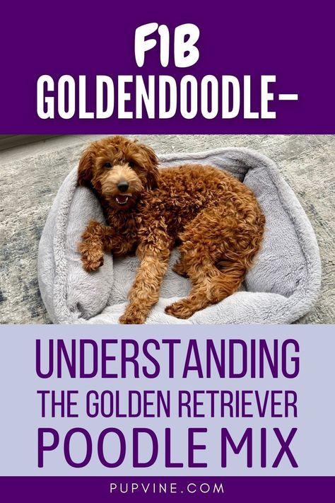 Unraveling the mystery of which generation of doodle one actually owns can be a tough task even for experienced Goldendoodle owners. So what is the deal? In this article, we will be talking about the F1b Goldendoodle. What is it? How is it bred? How does it compare to other generations of doodles? To start answering these questions, let’s first take a look at what the F1 stands for. Make sure to save this pin! Golden Doodle Must Haves, Goldendoodle Hair Types, Golden Doodle Puppy, Goldendoodle Standard, Types Of Goldendoodles, Goldendoodle Generation Chart, F1 Mini Goldendoodle, F1b Goldendoodle, Goldendoodle Grooming