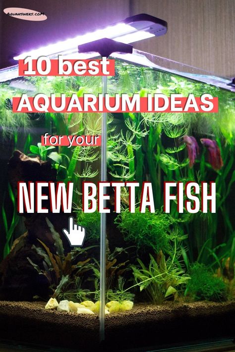 3 Gallon Fish Tank, Fish Quotes, Planted Betta Tank, Unique Fish Tanks, Aquascaping Ideas, 10 Gallon Fish Tank, Fish Tank Ideas, Fish Tank Themes, Fish Tank Terrarium