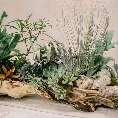 Driftwood And Flowers, Air Plants On Driftwood, Driftwood Centerpiece Ideas, Driftwood Table Centerpiece, Driftwood Flower Arrangements, Driftwood Floral Arrangements, Driftwood Table Decor, Driftwood Wedding Decor, Airplant Centerpiece