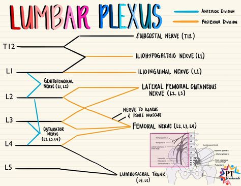 Lumbosacral Plexus, Lumbar Plexus, Physical Therapy Quotes, Femoral Nerve, Physical Therapy School, Medical School Life, Vet School, Therapy Quotes, Psoas Muscle