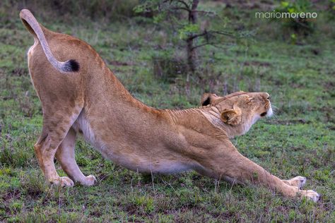 Maasai Mara, Cats Cradle, Cheetahs, The Pride, Maasai, Cat Photo, Big Cats, Wild Cats, A A