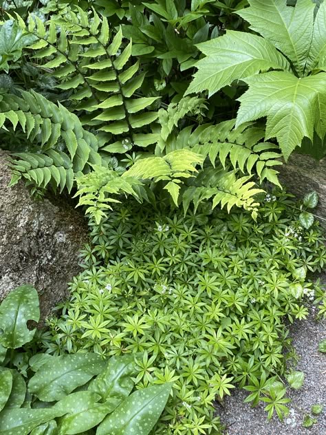 Woodland Ferns Garden, Woodland Planting Scheme, Small Water Gardens, Scandinavian Garden, Ferns Garden, Outside Plants, Hosta Gardens, Cottage Garden Plants, Castle Garden