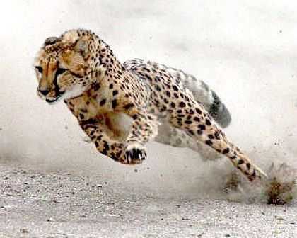 Cheetah Running, Cat Family, Cheetahs, Large Cats, African Animals, Exotic Pets, Nature Animals, Beautiful Cats, 귀여운 동물