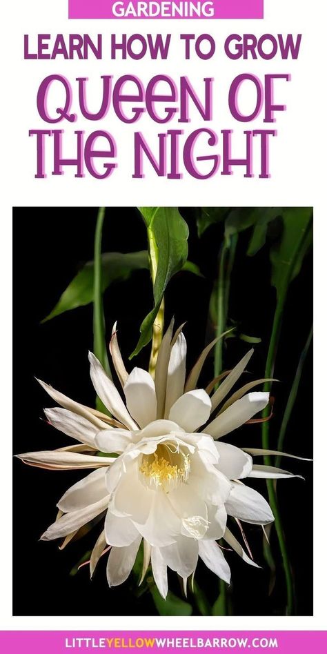 Queen Of The Night Plant, Queen Of The Night Flower, Epiphyllum Oxypetalum, Night Blooming Flowers, Orchid Cactus, Queen Of The Night, Blooming Cactus, Best Perennials, Backyard Flowers