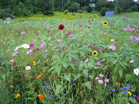 Planting Wildflowers on a Steep Bank or Slope Planting On A Slope, Plants For Slopes, Planting Wildflowers, Slope Gardening, Garden Slope, Planting Flowers From Seeds, Gardening 2023, Grey Havens, Steep Gardens