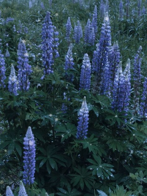 dusk, lupins after the rain Lupine Aesthetic, Flowers After Rain, Indigo Flower, Lupine Flowers, After Rain, After The Rain, Dreamy Art, The Rain, Flowers