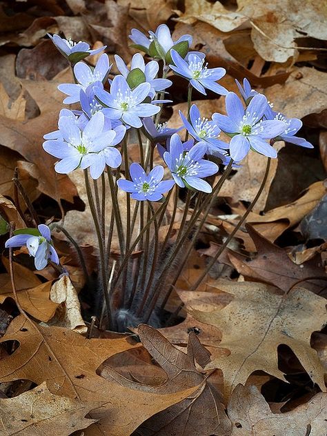 Hepatica Nobilis, Gardening Planting, Raindrops And Roses, Woodland Walk, Woodland Flowers, Woodland Garden, Forest Flowers, Alam Semula Jadi, Cottage Garden