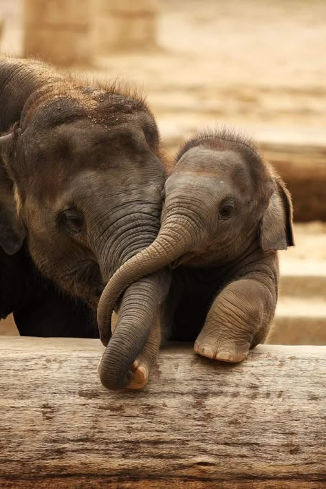 Elephants Aesthetic, Elephant Facts, Elephant Photography, Herd Of Elephants, Elephant Pictures, Elephants Photos, Animal Babies, Baby Elephants