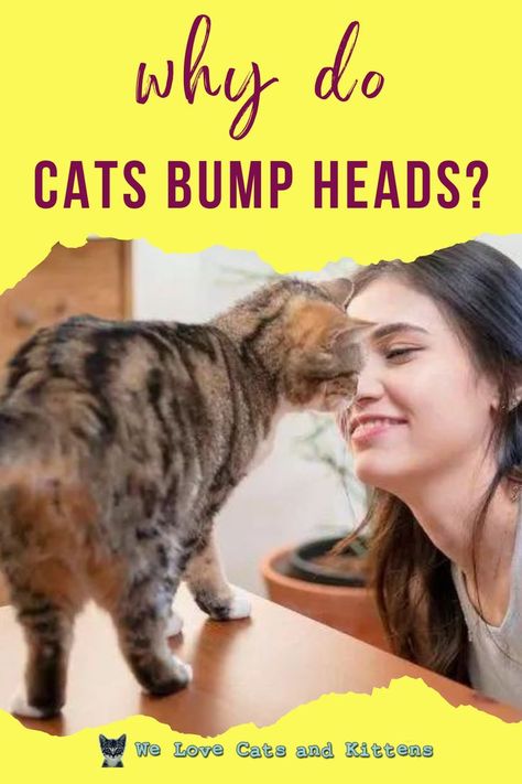 Why do cats bump heads? Headbutting is always a good sign; there might be several possibilities that your kitty headbutts you. The reason for this feline action might be any of the ones described in the article. Click for more info. Head Bump, Cat Info, Cat Stories, Cat Health, Cat Supplies, Cat Care, Cat Litter, Cat Food, My Cat