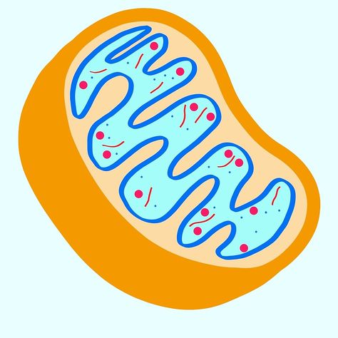 "Mitochondria is the powerhouse of the cell" by gingerlouls | Redbubble #redbubble #mitochondria #biology #biochemistry #microbiology #biology #science #geek #nerd #findyourthing Mitochondria Drawing, Biology Science, Science Geek, Science Notes, Science Project, Drawing Cartoon, Book Art Diy, The Cell, Science Projects