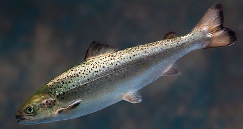 Fast-growing salmon become first genetically engineered animals approved for human consumption. Salmon Farming, Genetically Modified Food, Salmon Eggs, Big Farm, Atlantic Salmon, Online Academy, Genetic Engineering, Wild Salmon, Two Fish