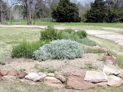 Native Oklahoma Plants, Oklahoma Native Landscaping, Oklahoma Landscape Ideas, Oklahoma Landscaping, Oklahoma Gardening, Native Plant Landscape, Texas Native Plants, Construction House, Storm Water