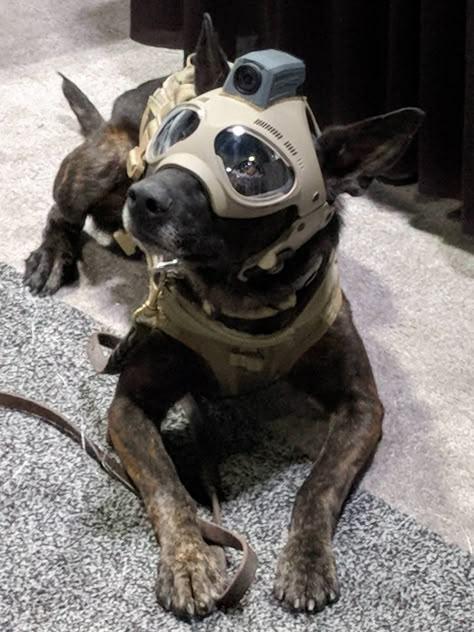 Tactical dog helmets.. The future is now! — Steemit https://steemit.com/funny/@ultraspace/tactical-dog-helmets-the-future-is-now 🐶 #funny #dogs #animals #funnydog #staff_picks #creativity Dog Armor, Dog Helmet, Military Working Dogs, Tactical Helmet, Military Dogs, Police Dogs, Dog Gear, Working Dogs, Service Dogs