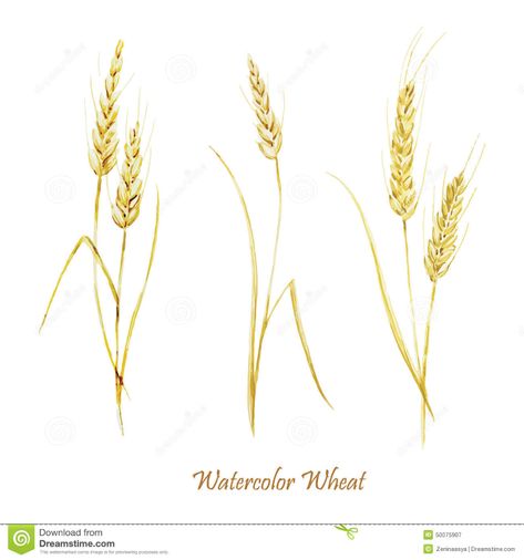 Illustration about Beautiful watercolor vector golden wheat set on white fon. Illustration of paint, nature, butterfly - 50075907 Wheat Tattoo, Drawing Natural, Wheat Vector, Paint Nature, Nature Butterfly, Ankle Bracelet Tattoo, Watercolor Vector, Sugar Skull Tattoos, Bow Tattoo