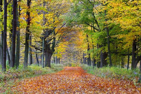 9. This stunning Berkshire road reminds us that beauty is can be found in even the most everyday scenes. Fall Foliage Map, Northampton Massachusetts, Massachusetts Travel, The Berkshires, Leaf Peeping, Summer Destinations, Public Garden, Road Trip Fun, Fall Foliage