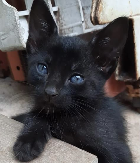 Black Cat Aesthetic Blue Eyes, Black Kittens With Blue Eyes, Black Cat With Blue Eyes Aesthetic, Black Cats Blue Eyes, Black Cats With Blue Eyes, Blue Eyed Animals, Black Cat Blue Eyes, Black Cat With Blue Eyes, Blue Eye Cat