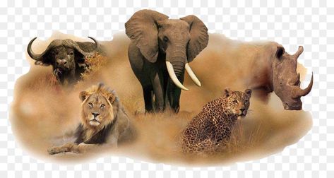 Africa Big 5, Big 5 Animals, Africa Animals, Big 5, South Africa, Lion Sculpture, Clip Art, Statue, Google Search