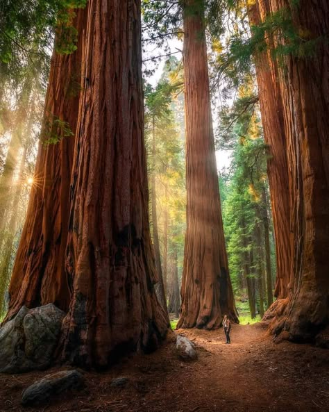 Sequoia National Park California, Giant Sequoia, Redwood Trees, Sequoia Tree, Redwood National Park, Kings Canyon National Park, Giant Tree, Redwood Tree, National Park California