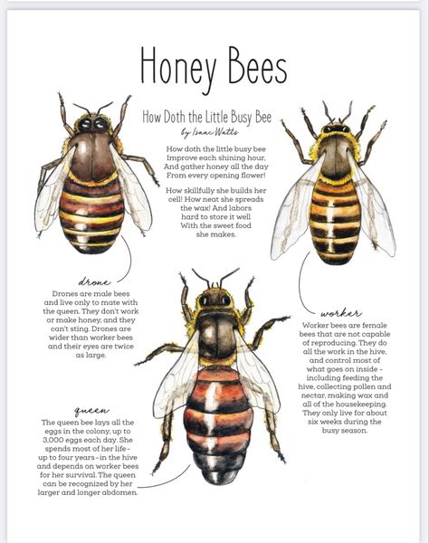 Bee Diagram, Male Bee, Homeschool Nature Study, Bee Images, Bee Drawing, I Love Bees, Printable Collage Sheet, Bee Art, Animal Facts