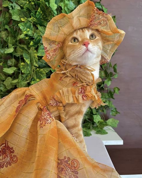 Cats Dressed Up, Cats In Outfits, Cat With Clothes, Cat In Clothes, Cat In Dress, Cats In Clothes, Funny Animals Pictures, Animals In Clothes, Unusual Animal Friendships