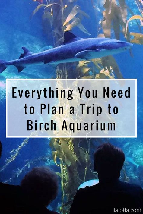 San Diego Kids, Birch Aquarium, San Diego Travel, California Travel Road Trips, Weekend Fun, La Jolla, Best Vacations, Aquariums, Vacation Trips