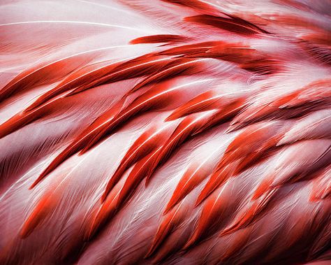 Close-up Of Flamingo Feathers Poster by Karen Ulvestad. All posters are professionally printed, packaged, and shipped within 3 - 4 business days. Choose from multiple sizes and hundreds of frame and mat options. Parrot Feather, Feather Photography, Feather Wallpaper, Orange Bird, Green Bird, Red Feather, Beautiful Figure, Insulated Stainless Steel Water Bottle, Original Wallpaper