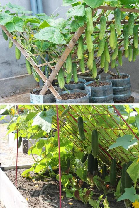 Gardening Soul - You’re Doing It All Wrong. How to Grow... Cucumbers Trellis, Outdoor Trellis Ideas, Plants Trellis, Rustic Trellis, Raised Garden Bed Plans, Vine Trellis, Trellis Ideas, Outdoor Trellis, Small Vegetable Gardens